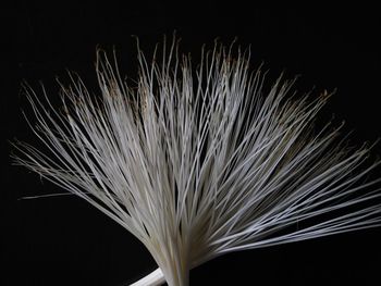 Close-up of dandelion against black background