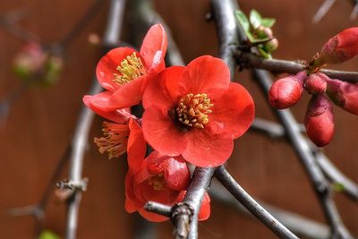 Close-up of red flowers