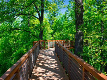 Footbridge over footpath amidst trees in forest