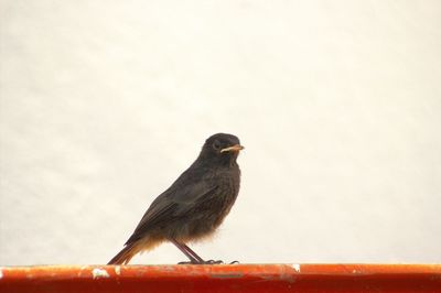 Close-up of bird perching on railing