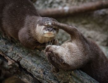 Close-up of otters on branches