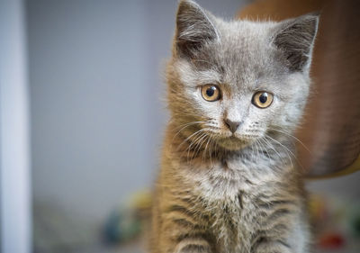 Close-up portrait of kitten at home