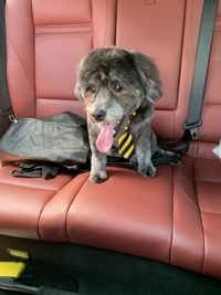 Portrait of dog sitting on seat
