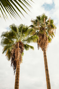 Low angle view of palm tree against sky