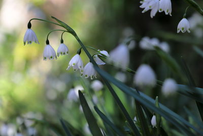 Close-up of purple flowering plant