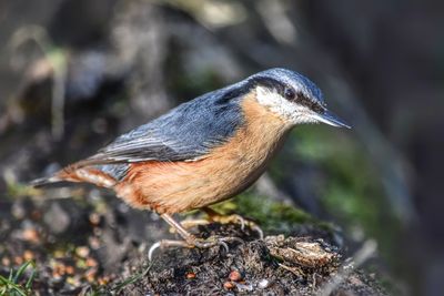 Close-up of a bird perching on rock