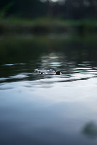 View of leaf swimming in lake