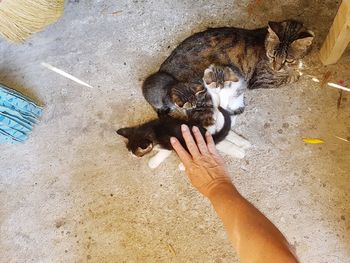 High angle view of woman holding cat