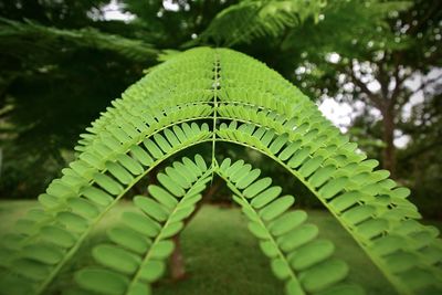 Close-up of green leaf on tree