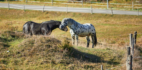 Horses in the field