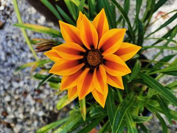 Close-up of yellow flower