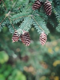 Close-up of leaves on tree