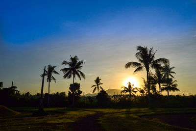 Palm trees on landscape against sky