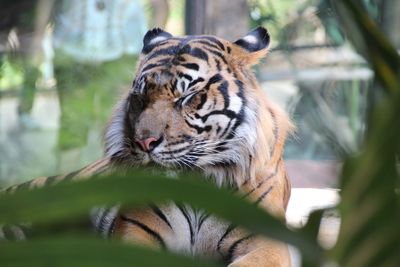 Close-up of tiger