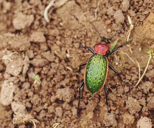 Directly above shot of beetle on field