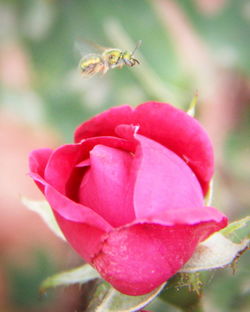 Close-up of pink rose