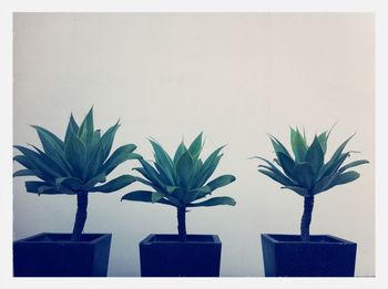 Potted plants in pot