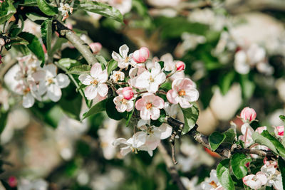 Close-up of pink flowering plant