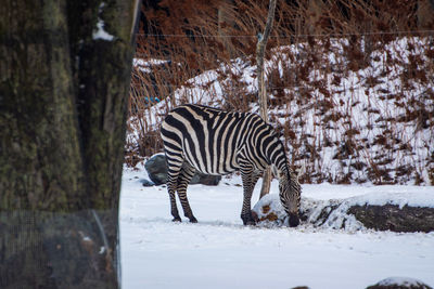 Zebras standing on snow covered land