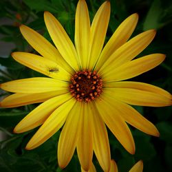 Close-up of yellow flower