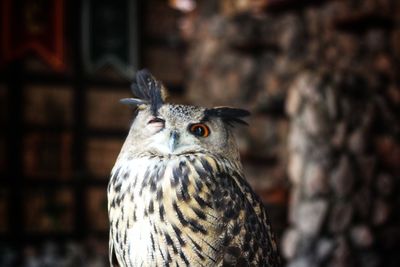 Close-up portrait of owl