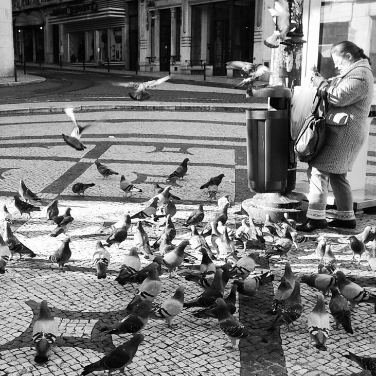 building exterior, bird, built structure, street, architecture, animal themes, pigeon, cobblestone, men, day, outdoors, abundance, city, large group of objects, in a row, animals in the wild, wildlife, sidewalk