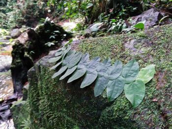 Close-up of tree trunk