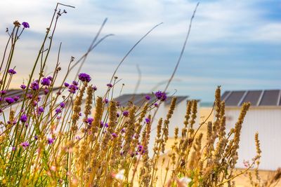 Close-up of purple flowering plants on field against sky