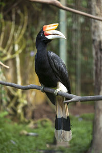 Close-up of bird perching on a branch