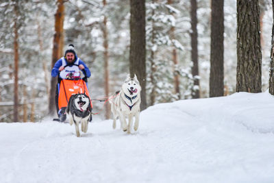 Dog running in snow