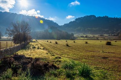 Scenic view of agricultural field against sky