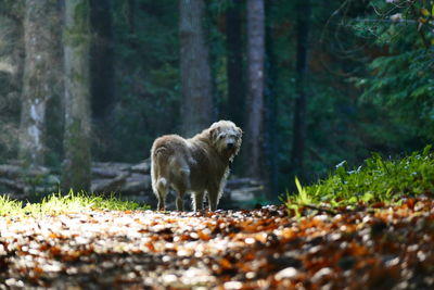 Lion in forest