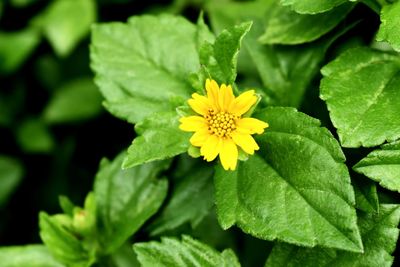 Close-up of yellow flowering plant