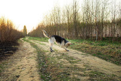 Dog running on field