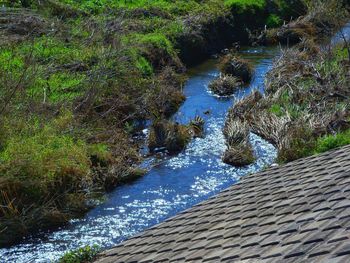 High angle view of river amidst trees