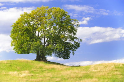 Tree on field against sky