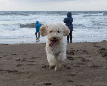 Dog on beach by sea against sky