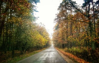 Road passing through trees