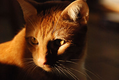 Close-up portrait of cat
