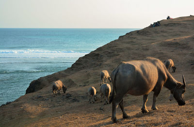 Horses on the beach