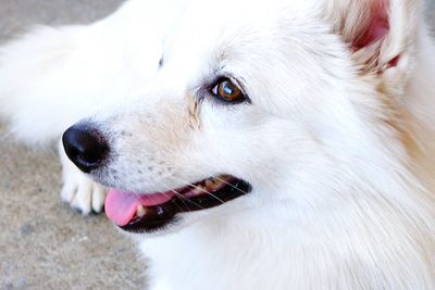 High angle view of pomeranian dog