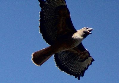 Low angle view of eagle flying against clear sky
