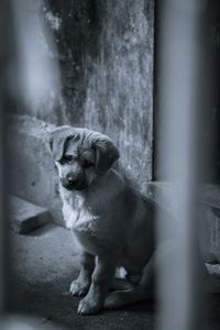 Portrait of dog sitting outdoors