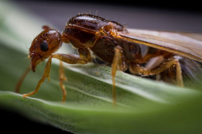 Close-up of insect