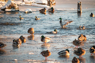 Flock of seagulls on lake