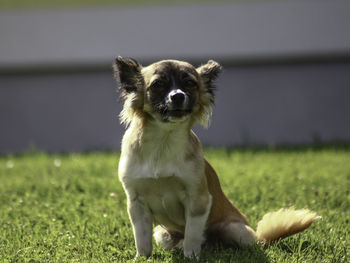 Portrait of dog sitting on field