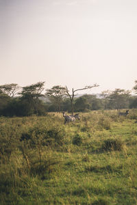 nature