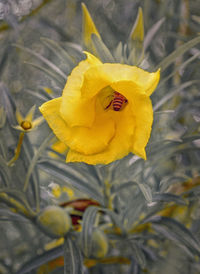 Close-up of yellow flower blooming outdoors