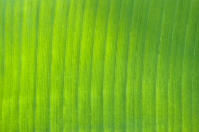 Full frame shot of green leaf