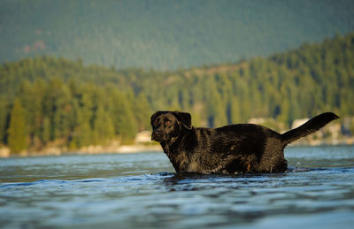 Black labrador retriever standing in lake